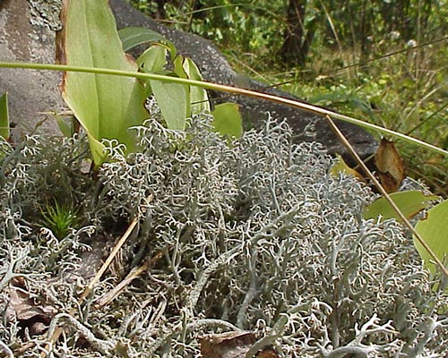 Primary succession